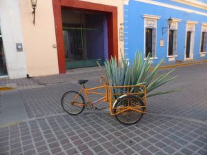 Tequila Distillery Tour in Tequila, Mexico