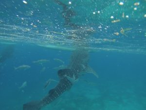 Swimming with Whale Sharks in the Philippines