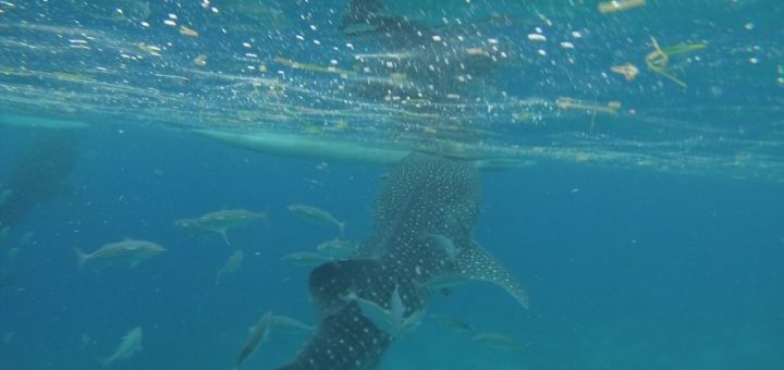 Swimming with Whale Sharks in the Philippines