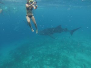 Swimming with Whale Sharks in the Philippines.