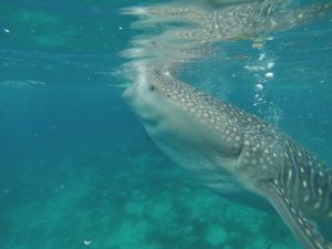 Swimming with Whale Sharks in the Philippines.