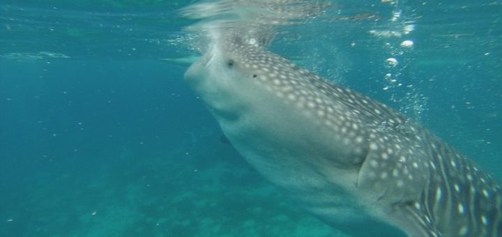 Swimming with Whale Sharks in the Philippines.