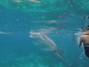 Swimming with Whale Sharks in the Philippines.