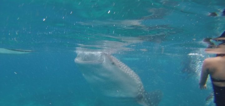 Swimming with Whale Sharks in the Philippines.