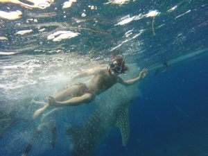 Swimming with Whale Sharks in the Philippines.