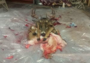 Learning to Butcher a Deer and Make Sausages