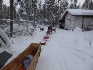 Dog Sledding in Fort Chipewyan, Alberta, Canada.