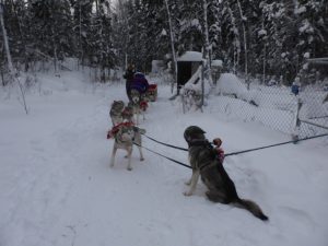 Dog Sledding in Fort Chipewyan, Alberta, Canada.