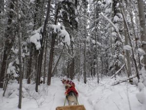 Dog Sledding in Fort Chipewyan, Alberta, Canada.