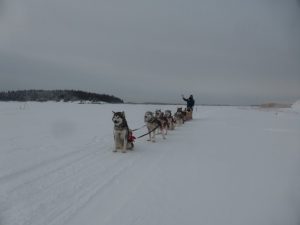 Dog Sledding in Fort Chipewyan, Alberta, Canada.