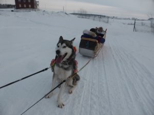 Dog Sledding in Fort Chipewyan, Alberta, Canada.