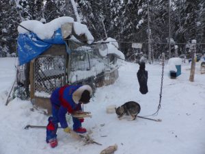 Dog Sledding in Fort Chipewyan, Alberta, Canada.