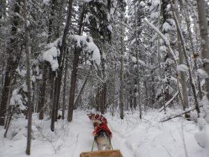 Robert: Buffalo vs Dogs Trap-Line Incident