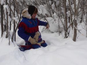 Robert: Buffalo vs Dogs Trap-Line Incident